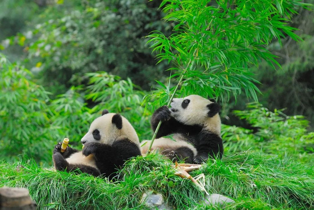 大熊猫“一夜成名”，离不开文体行业多年深耕？