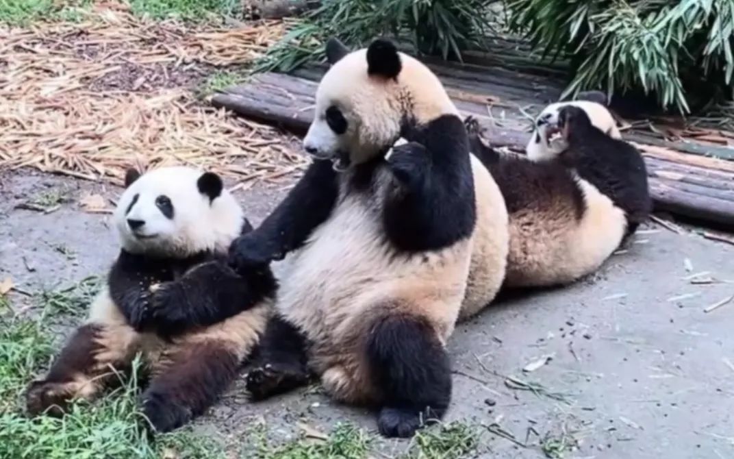 大熊猫“一夜成名”，离不开文体行业多年深耕？