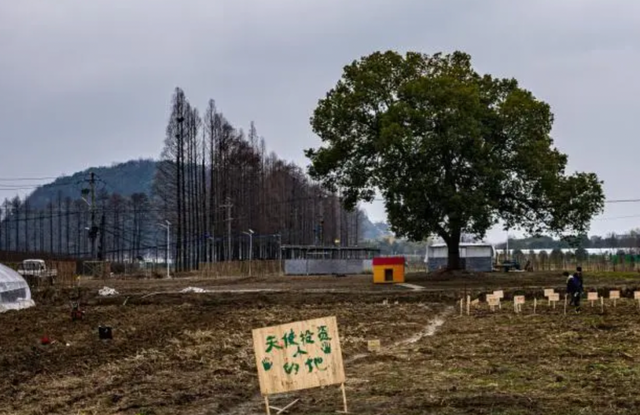 种田综艺，别生掰硬拗