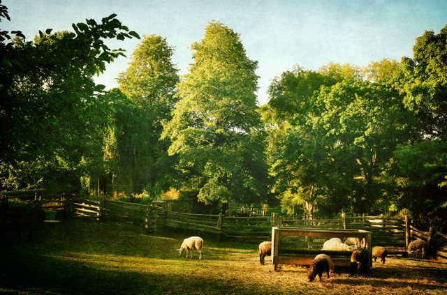 种田综艺，别生掰硬拗
