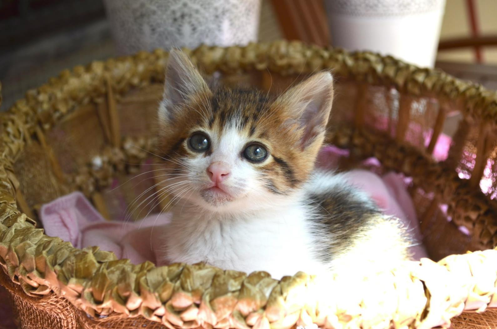 赚不到钱的小红书究竟该不该着急？