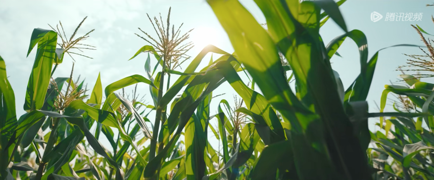 腾讯视频一鸣惊人，X剧场首部作品《漫长的季节》封神收官