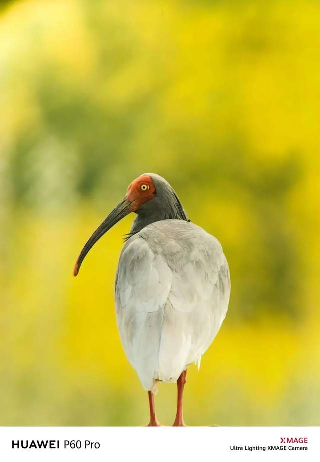 海外发布、登顶DXOMARK，华为P60 Pro如何成为影像标杆？