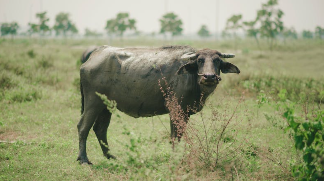 排队四小时的阿嫲手作，能带火水牛奶吗？