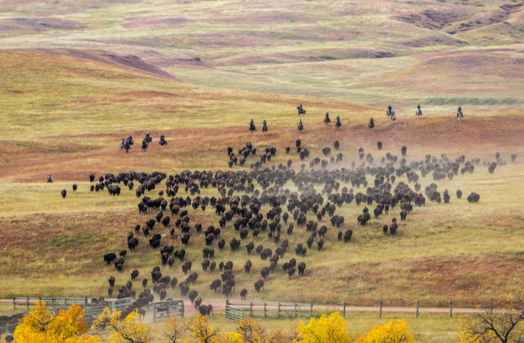 排队四小时的阿嫲手作，能带火水牛奶吗？