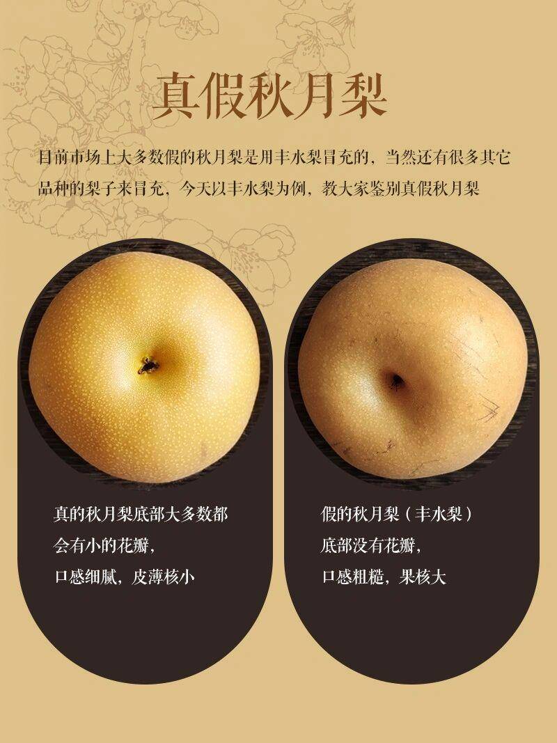 最新网红水果秋月梨核心产区开始采摘：产量达8万多吨 增收20% 创5年新高