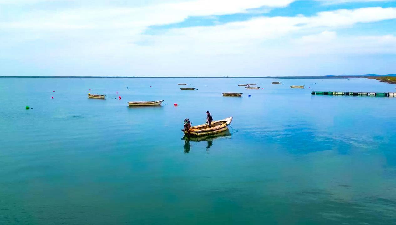 占全国三成的威海海参秋季开捕： 实现丰收4.5万吨 价格涨一成 最低价9.9元