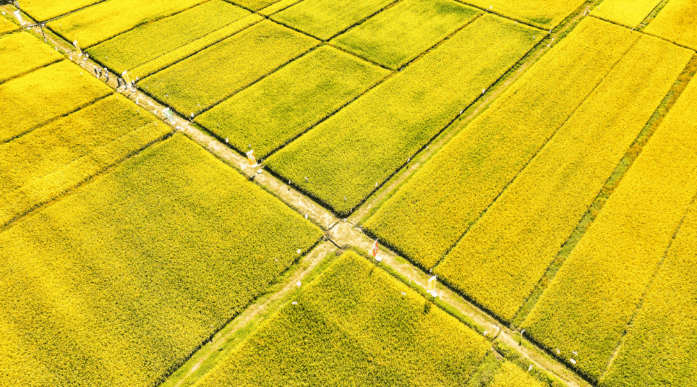 拼多多里听丰年
