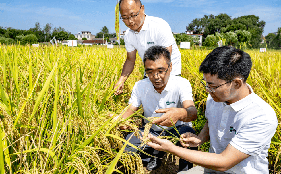 拼多多里听丰年