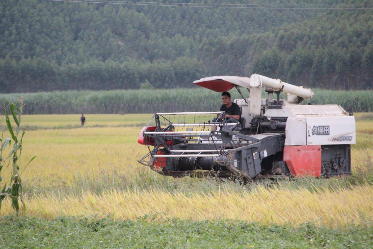南方最晚一波水稻迎来收割 南方稻秋收收官：大部分省份增产 质量好于常年