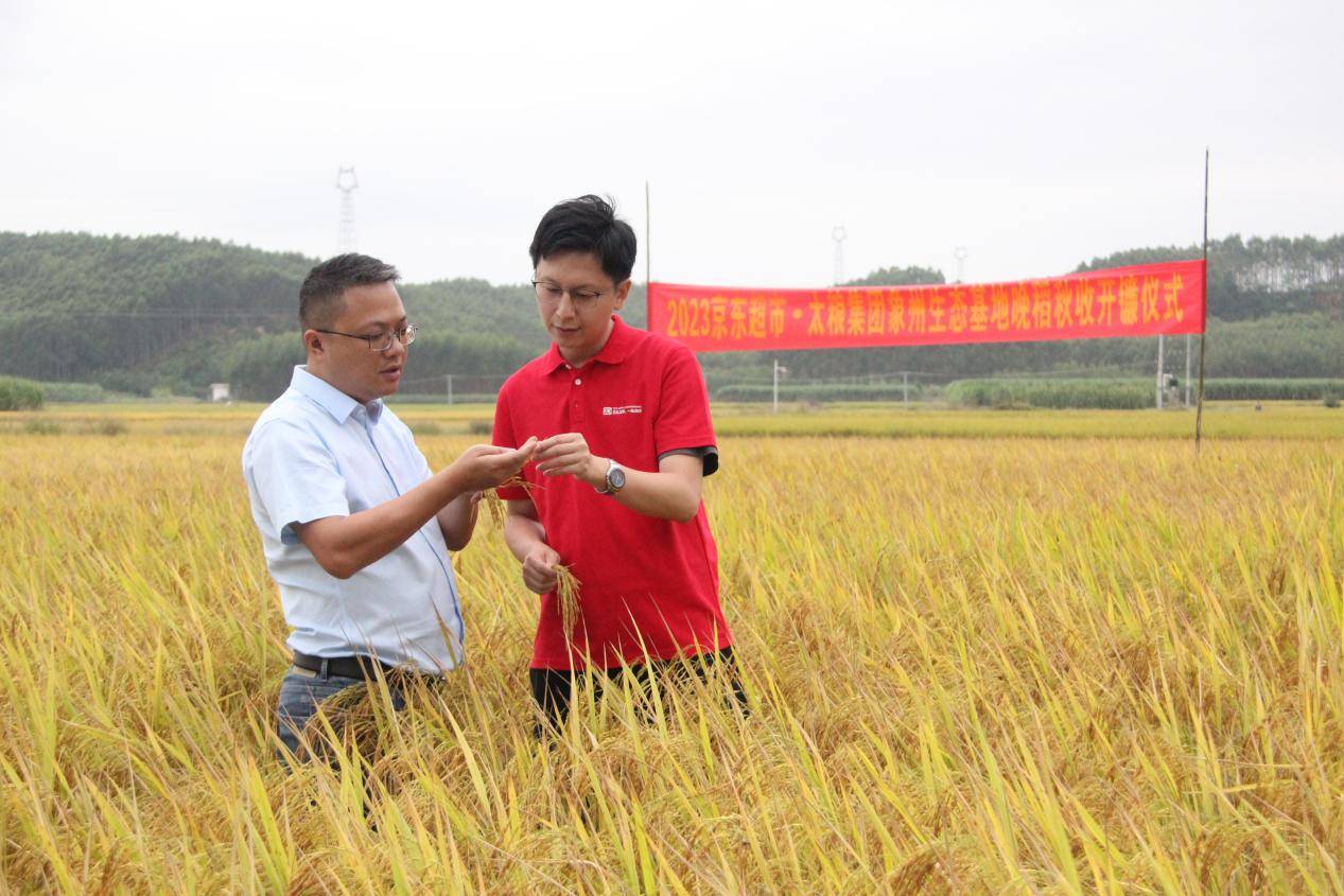 南方最晚一波水稻迎来收割 南方稻秋收收官：大部分省份增产 质量好于常年