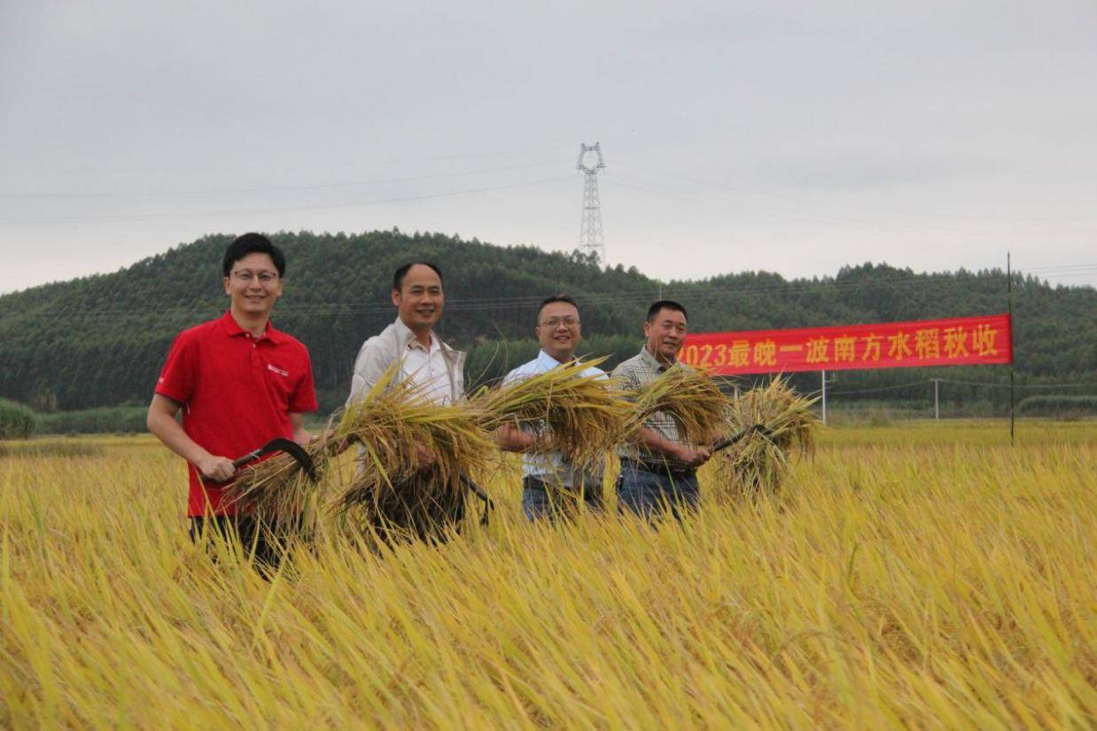 南方最晚一波水稻迎来收割 南方稻秋收收官：大部分省份增产 质量好于常年