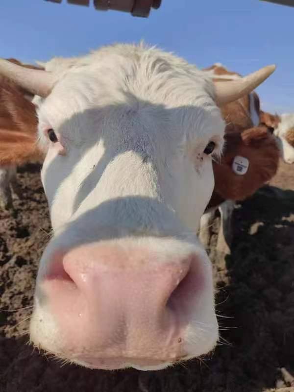 农业数字化产业链的“牛劲”