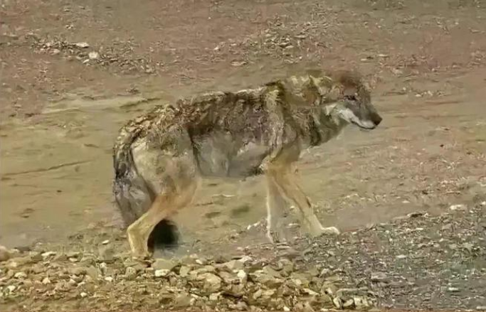 达利园蛋黄派让狼变成狗？