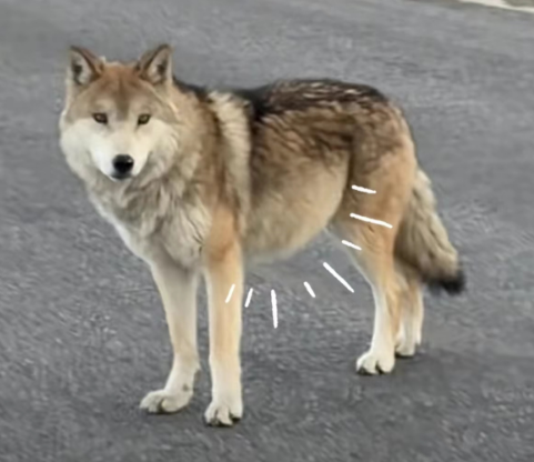 达利园蛋黄派让狼变成狗？