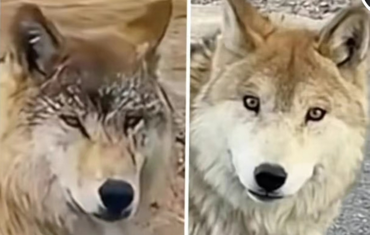 达利园蛋黄派让狼变成狗？