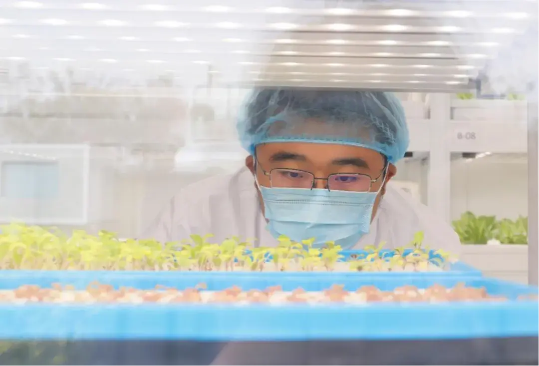植物工厂太贵？ 2024光明多多垂直农业挑战赛求解如何种出更实惠的智慧生菜