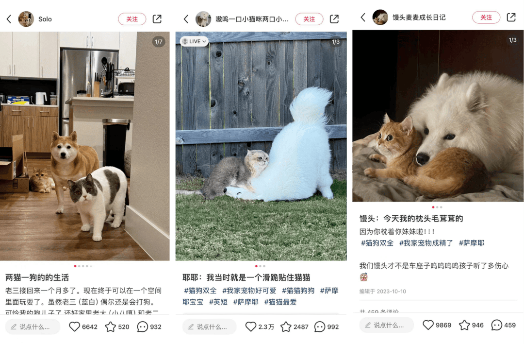 小红书的“幼崽经济学”