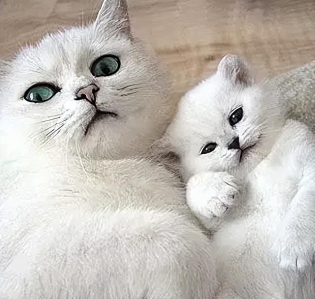 「屡教不改」又被罚，谁还在相信山姆？