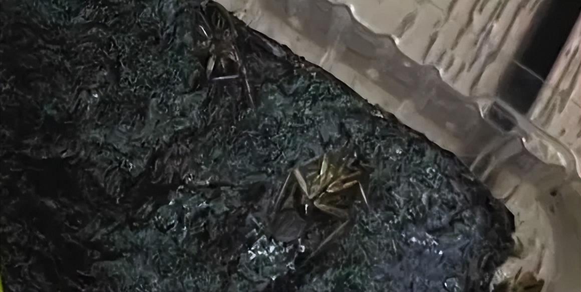 「屡教不改」又被罚，谁还在相信山姆？