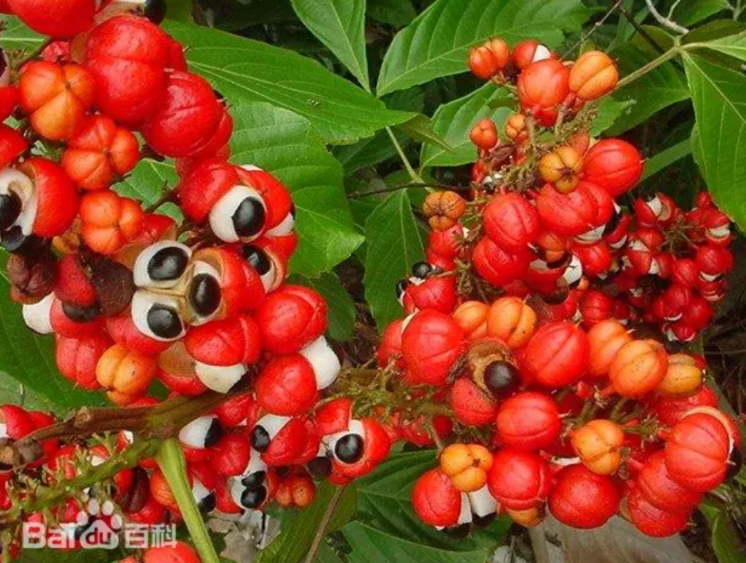 燃力士，饮料界的西方树叶