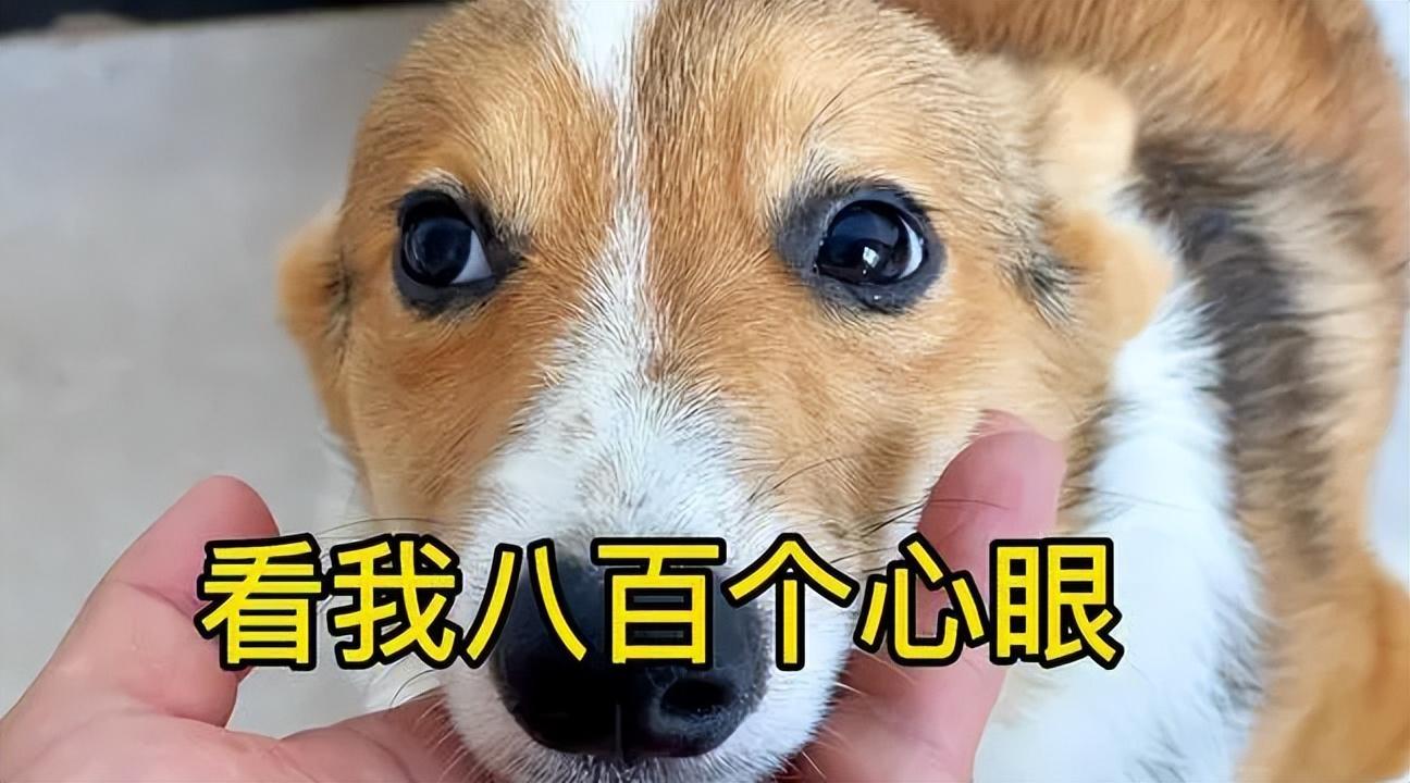 不拼搏不是兄弟的京东，618被指「心眼子」太多上热榜……