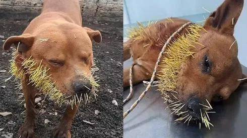 话梅刺客72元一颗惊呆网友：以后逛超市得绕着走了…