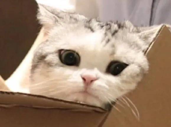 活久见，进口是指进嘴里！黑燕窝卷土重来开始明着骗了？