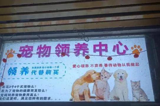 被起诉、上征信？0元养猫是我见过最野的野路子……