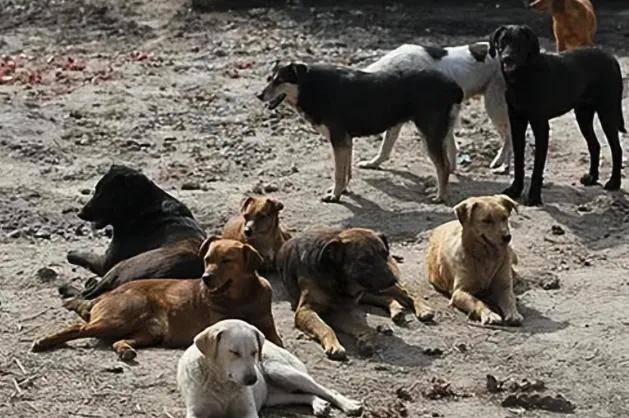 宠物粮被爆狂加蒙脱石！他们对毛孩子下手，铲屎官天塌了…