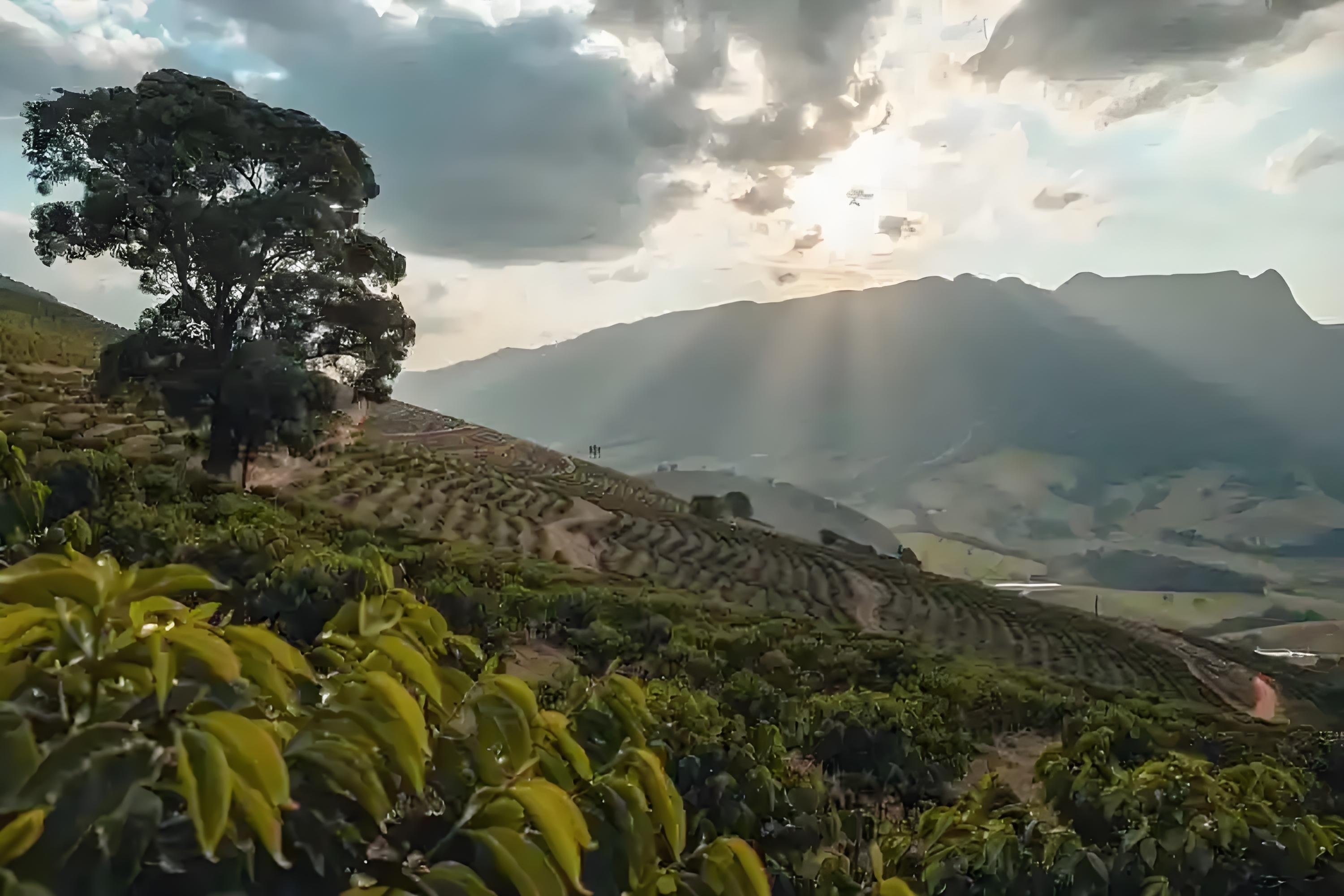 咖啡市场2025：从低价突围旧叙事，走向价值升级新地图