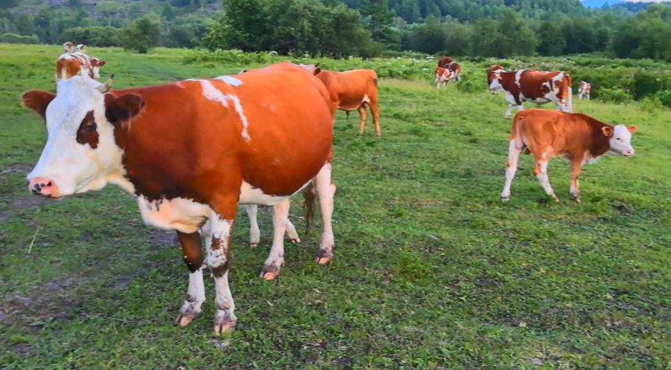 作为极空间私有云的一位老用户，今天聊聊NAS可以帮你做些什么？