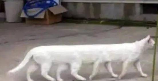 又一巨头联合攒的造车局，开始收缩只留售后了？