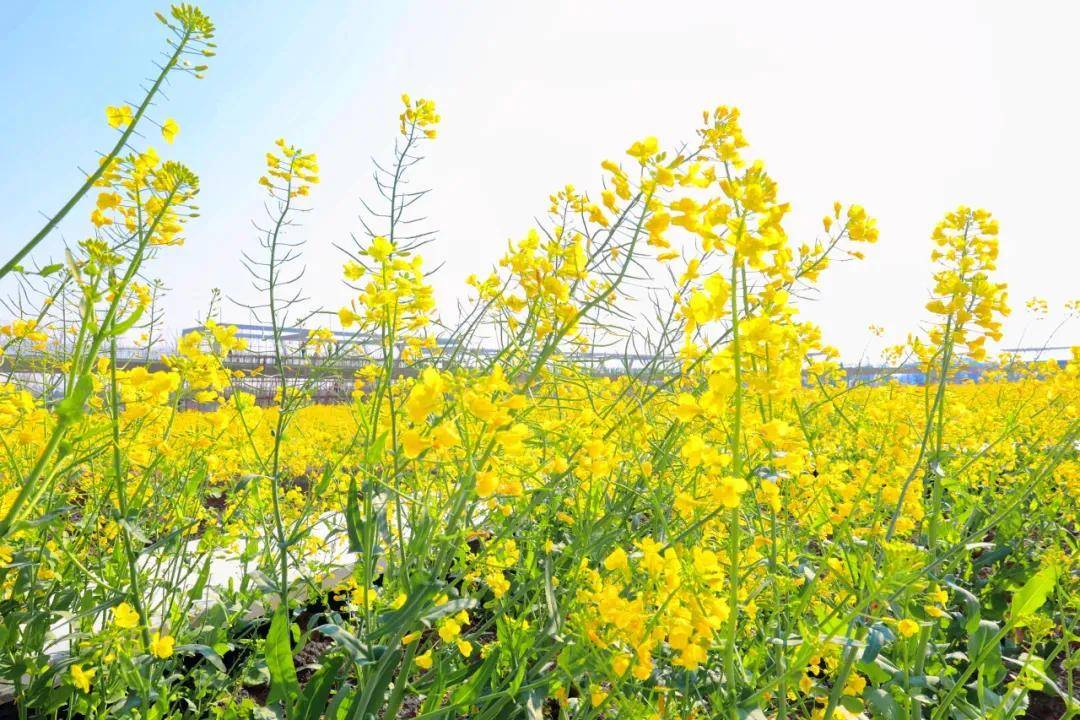 青春作笔写华章：青年人才共绘望城发展新图景