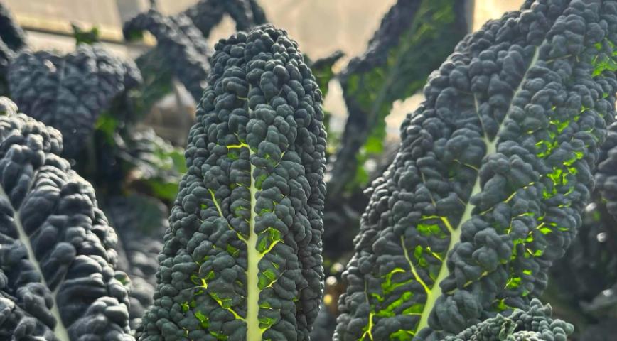 超市界的“六边形战士”，盒马如何把自己打造成社交货币？