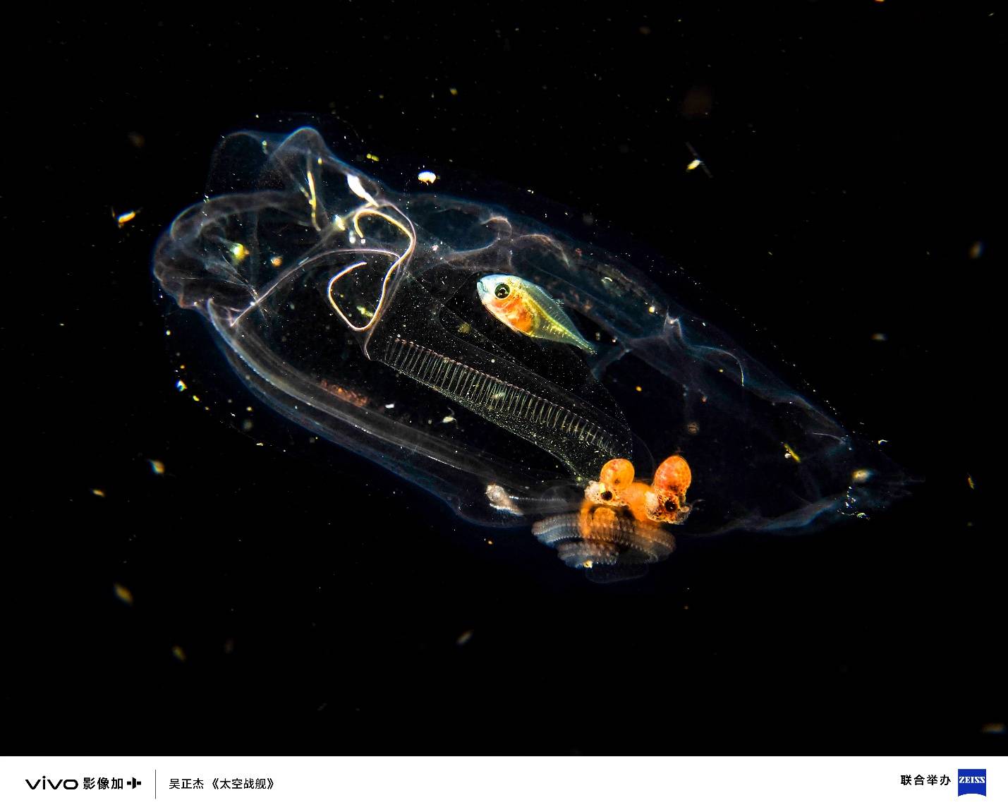 三十载热爱同行, vivo Vision发布会暨影像盛典盛大举办