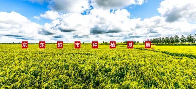 深、快、新：解构京东供应链“三板斧”