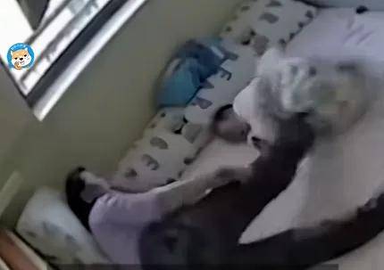 保姆多次暴力捶打、猛踹婴儿！脱胎58同城的天鹅到家成恶魔到家？