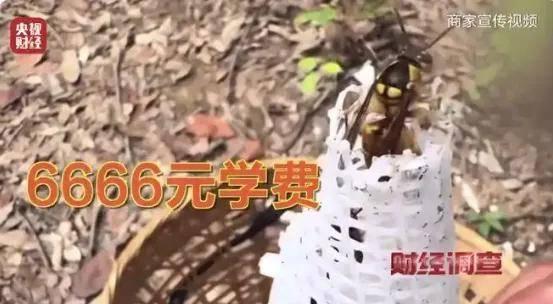 上游6666元教养殖，下游变神药治百病！杀人蜂骗局两头割……
