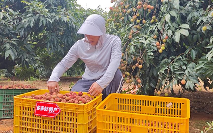 拼多多“千亿扶持”半年记：农业产业带加速换血，好农货走得更远