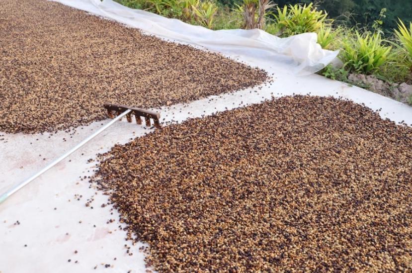 拼多多“千亿扶持”半年记：农业产业带加速换血，好农货走得更远