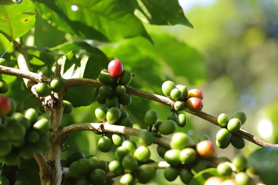 “2026多多好特产”全面升级，拼多多落地多举措赋能农业全产业链