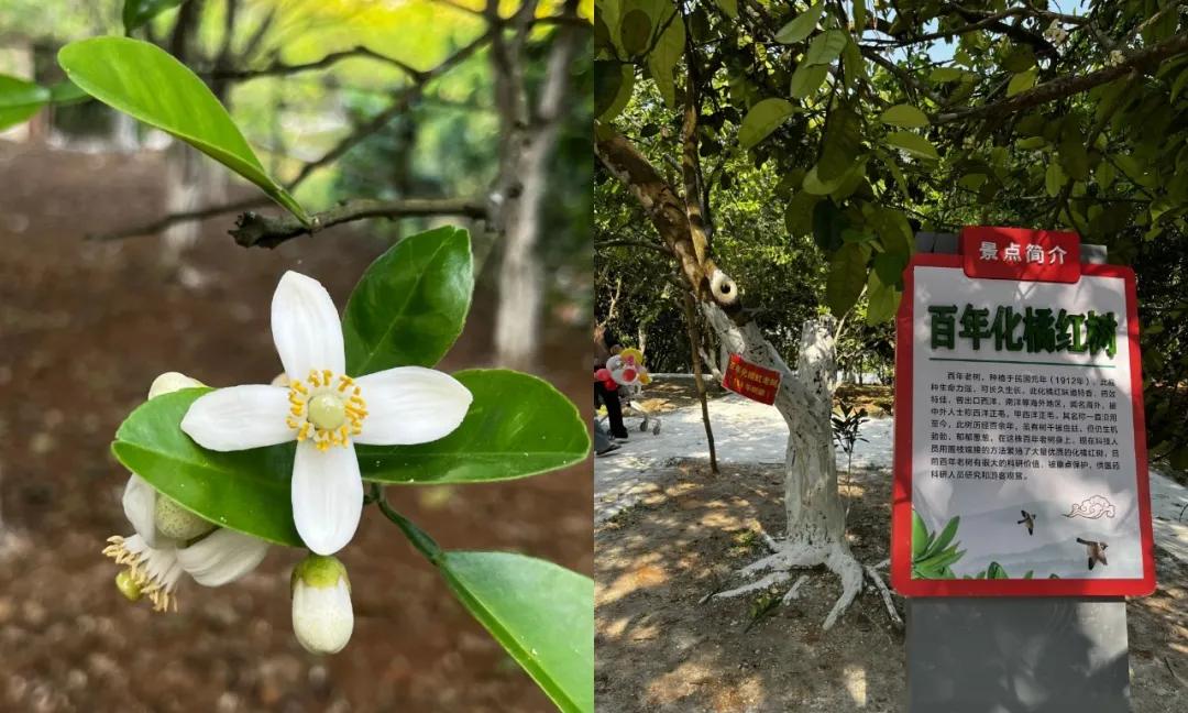 在拼多多日销暴涨5倍，从化州走向全国的“南方人参”