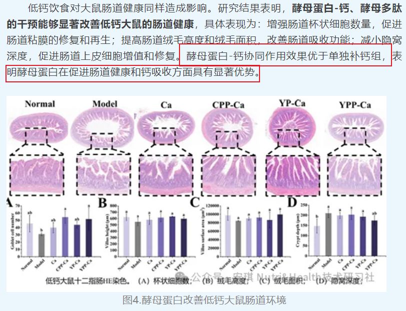 蛋白供给的新质方案:一场从发酵罐里开始的产业革命 蛋白供给的新质方案:一场从发酵罐里开始的产业革命