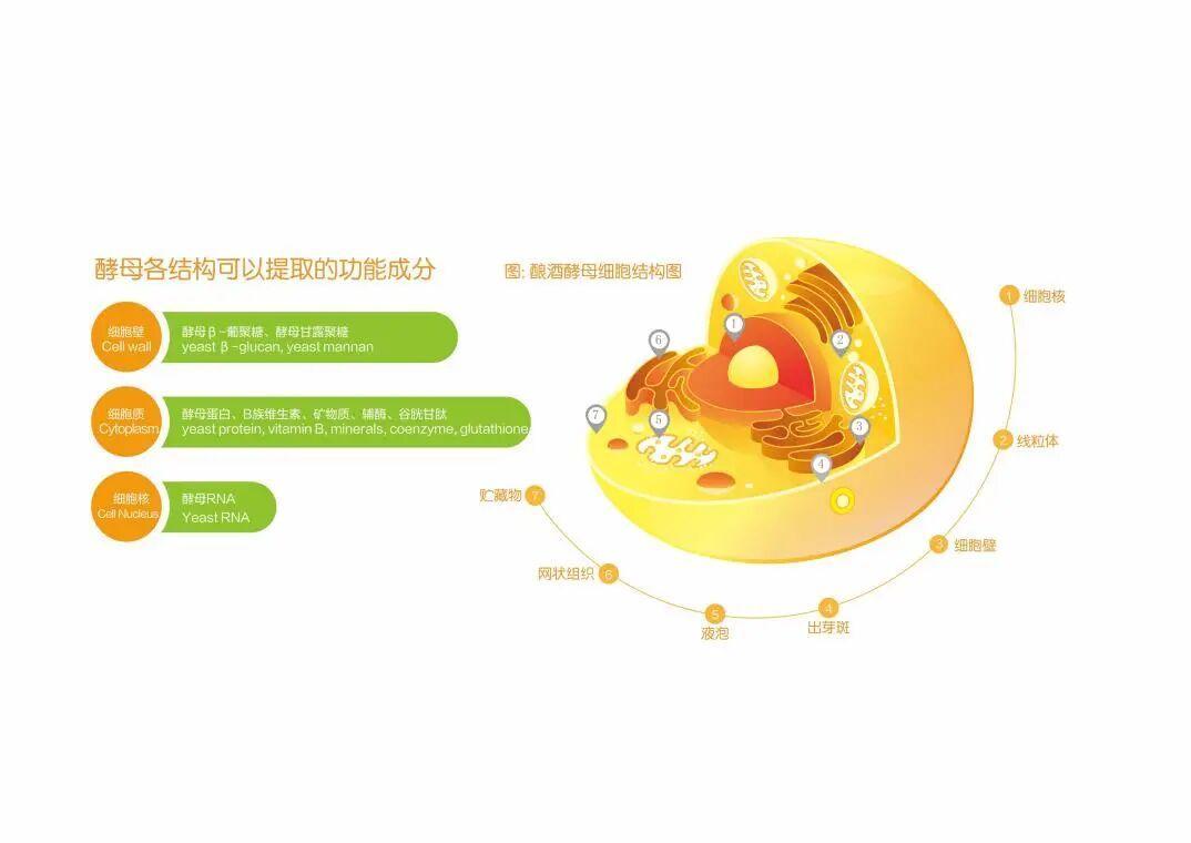蛋白供给的新质方案:一场从发酵罐里开始的产业革命 蛋白供给的新质方案:一场从发酵罐里开始的产业革命