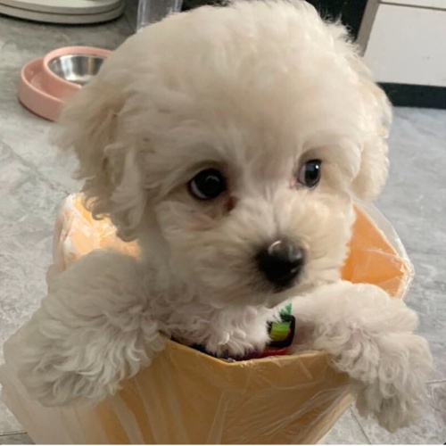 太阳星资本-马朝春